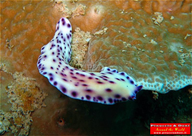 Papua Immersioni (Kavieng-New Hannover) - 18.jpg